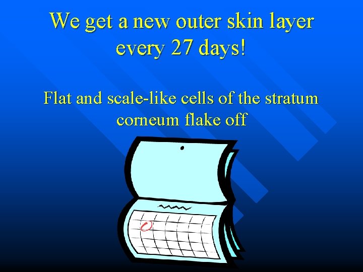 We get a new outer skin layer every 27 days! Flat and scale-like cells We get a new outer skin layer every 27 days! Flat and scale-like cells