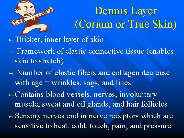Dermis Layer (Corium or True Skin) Thicker, inner layer of skin Framework of elastic Dermis Layer (Corium or True Skin) Thicker, inner layer of skin Framework of elastic