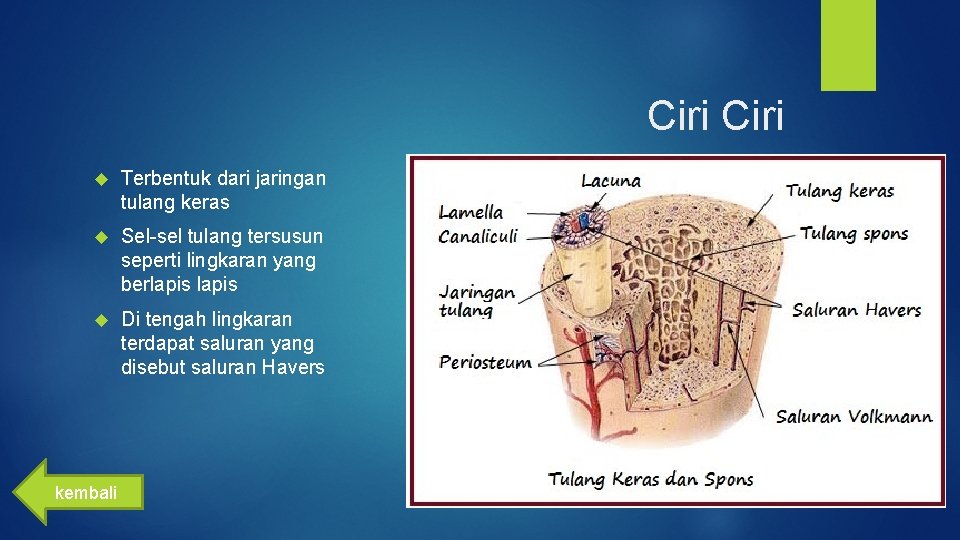 Sel penyusun tulang keras