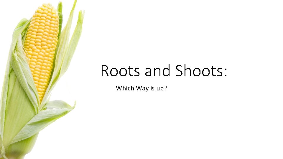 Roots and Shoots: Which Way is up? 