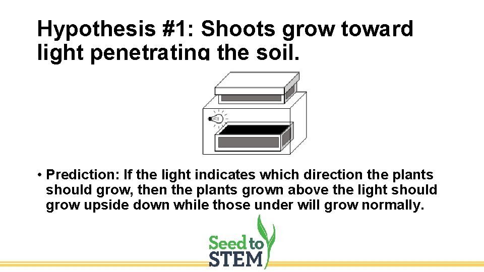 Hypothesis #1: Shoots grow toward light penetrating the soil. • Prediction: If the light