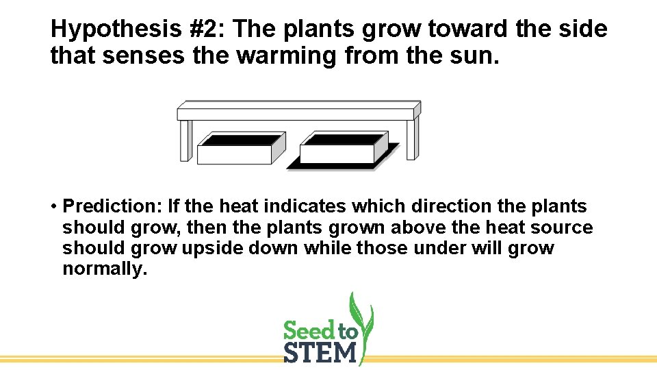 Hypothesis #2: The plants grow toward the side that senses the warming from the