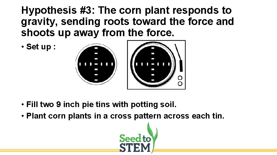 Hypothesis #3: The corn plant responds to gravity, sending roots toward the force and