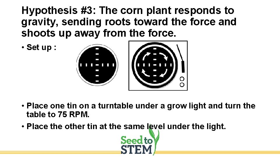 Hypothesis #3: The corn plant responds to gravity, sending roots toward the force and