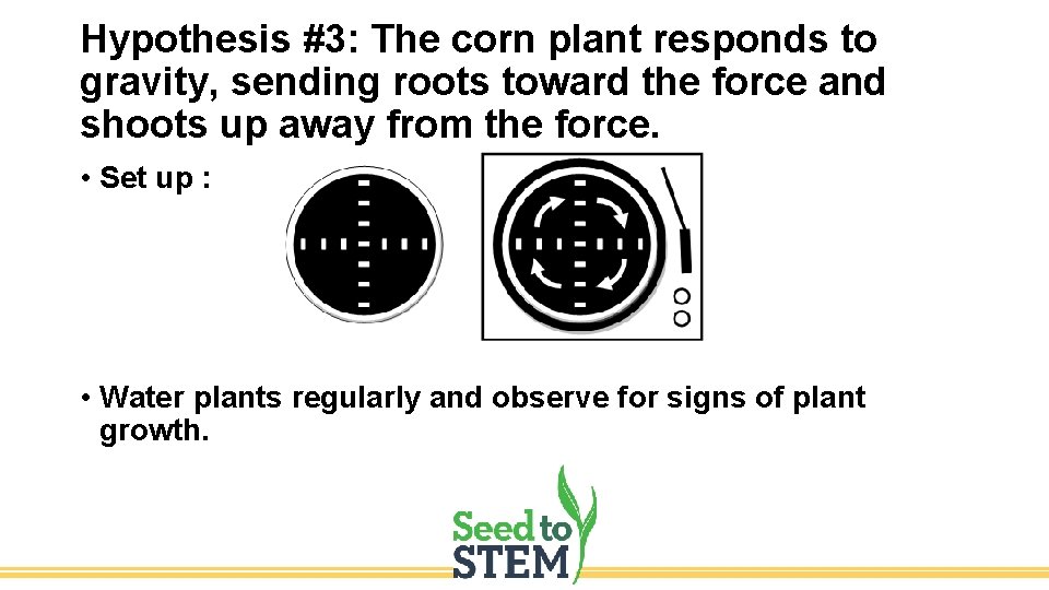 Hypothesis #3: The corn plant responds to gravity, sending roots toward the force and