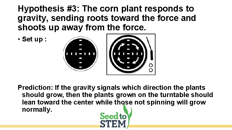 Hypothesis #3: The corn plant responds to gravity, sending roots toward the force and