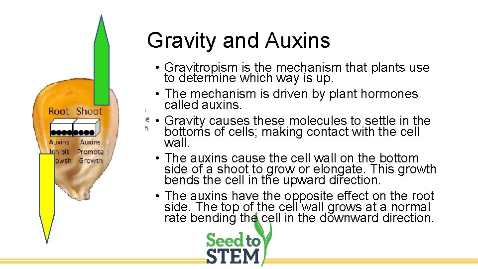 Gravity and Auxins • Gravitropism is the mechanism that plants use to determine which
