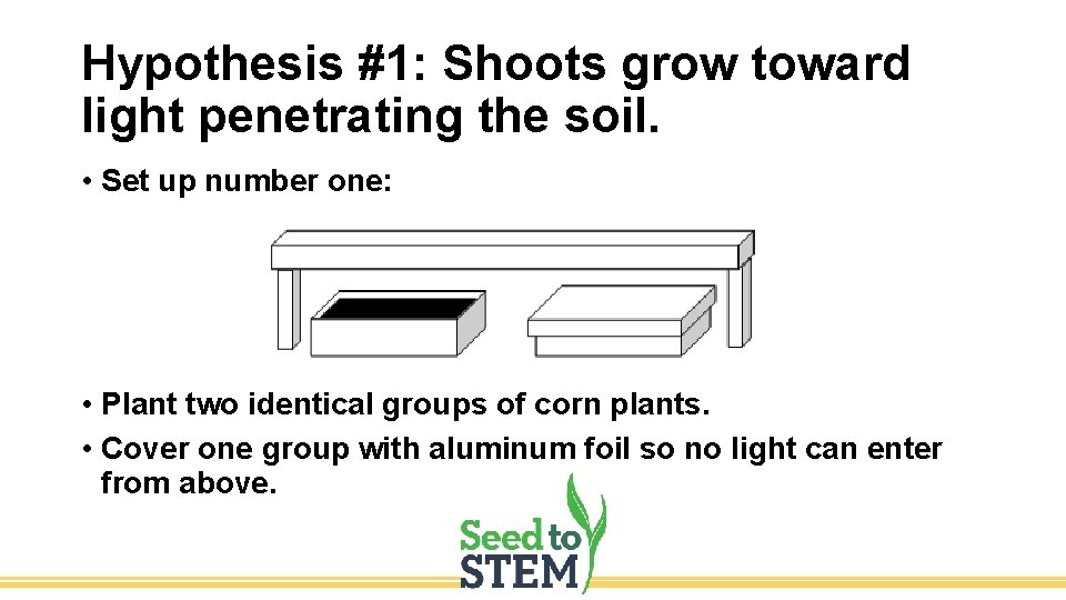 Hypothesis #1: Shoots grow toward light penetrating the soil. • Set up number one: