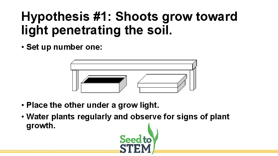 Hypothesis #1: Shoots grow toward light penetrating the soil. • Set up number one: