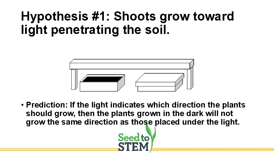 Hypothesis #1: Shoots grow toward light penetrating the soil. • Prediction: If the light