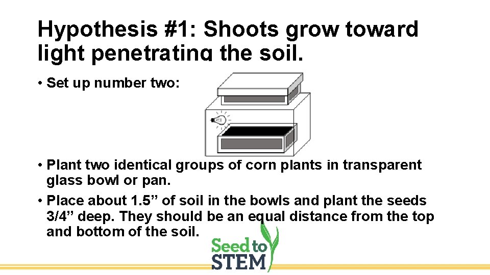 Hypothesis #1: Shoots grow toward light penetrating the soil. • Set up number two: