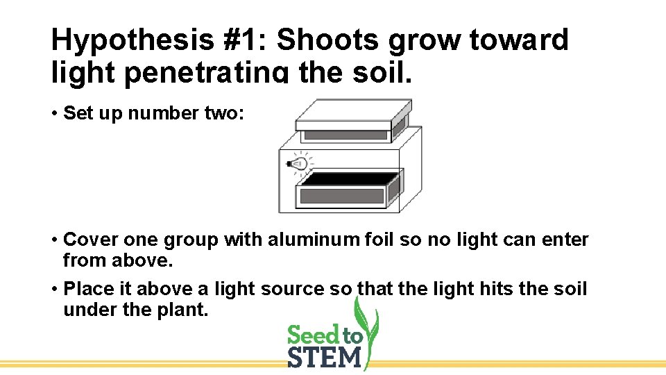 Hypothesis #1: Shoots grow toward light penetrating the soil. • Set up number two: