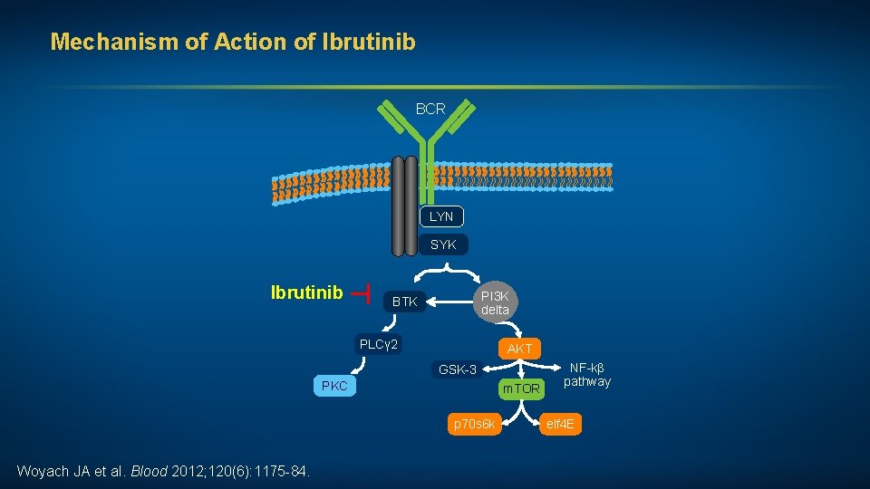 Mechanism of Action of Ibrutinib BCR LYN SYK ┬ Ibrutinib PI 3 K delta