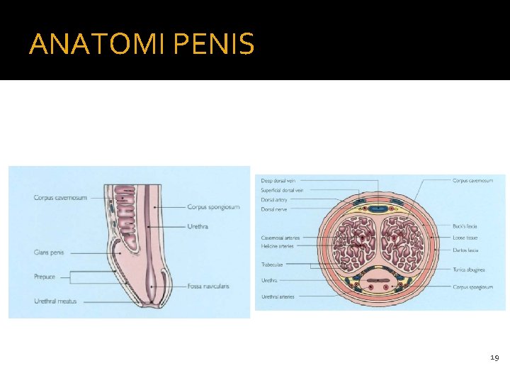 ANATOMI PENIS 19 