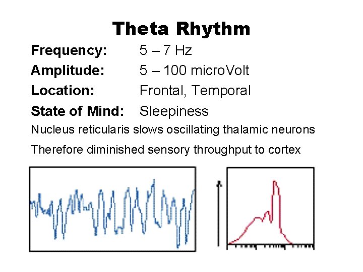 Theta Rhythm Frequency: Amplitude: Location: State of Mind: 5 – 7 Hz 5 –