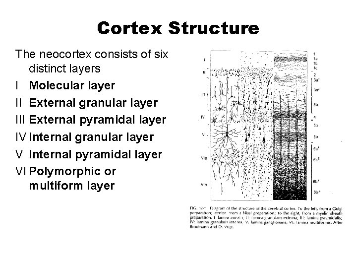 Cortex Structure The neocortex consists of six distinct layers I Molecular layer II External