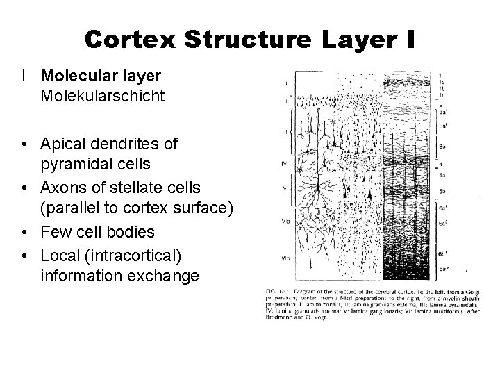 Cortex Structure Layer I I Molecular layer Molekularschicht • Apical dendrites of pyramidal cells