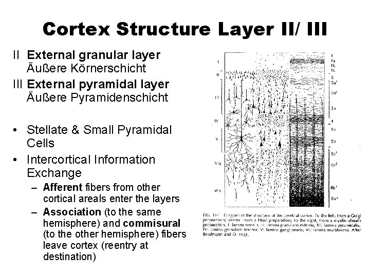 Cortex Structure Layer II/ III II External granular layer Äußere Körnerschicht III External pyramidal