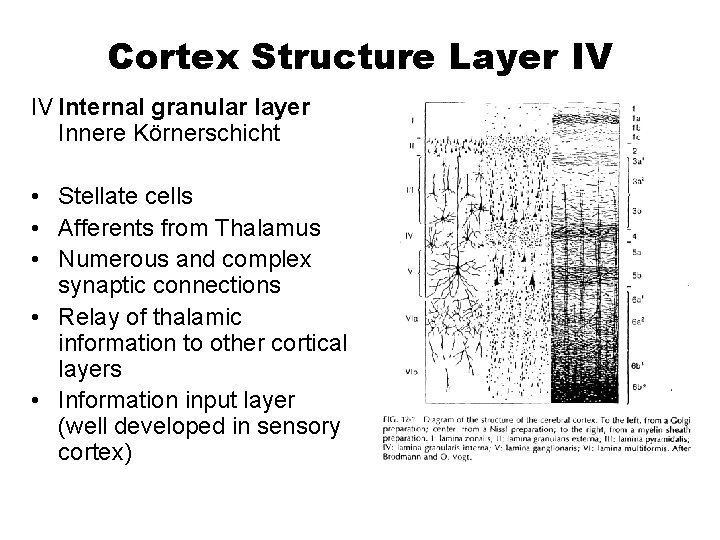 Cortex Structure Layer IV IV Internal granular layer Innere Körnerschicht • Stellate cells •