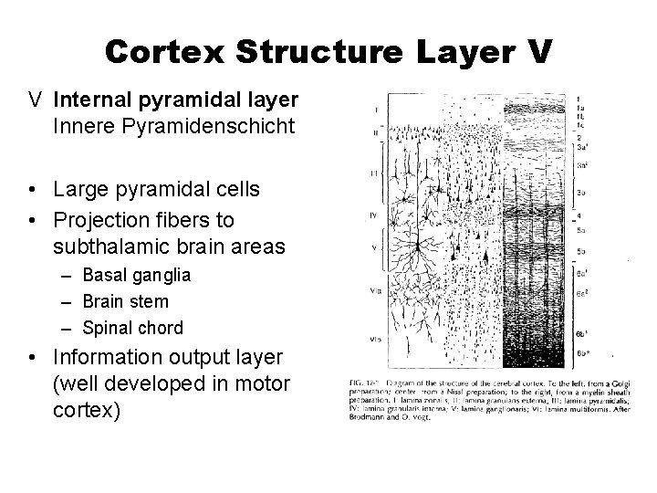 Cortex Structure Layer V V Internal pyramidal layer Innere Pyramidenschicht • Large pyramidal cells