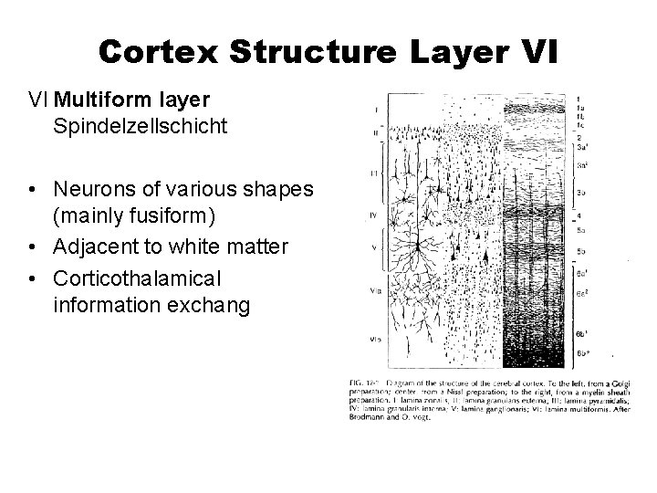 Cortex Structure Layer VI VI Multiform layer Spindelzellschicht • Neurons of various shapes (mainly