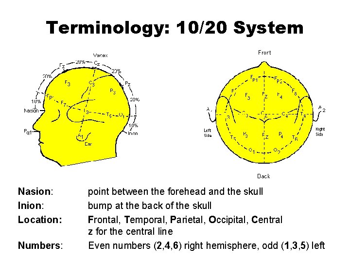 Terminology: 10/20 System Nasion: Inion: Location: Numbers: point between the forehead and the skull