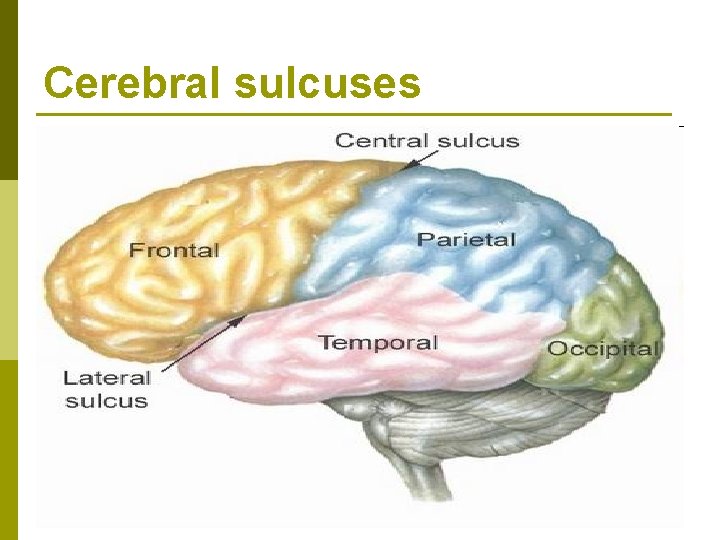 Cerebral sulcuses Cerebral sulcuses
