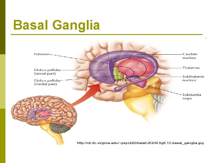 Basal Ganglia 