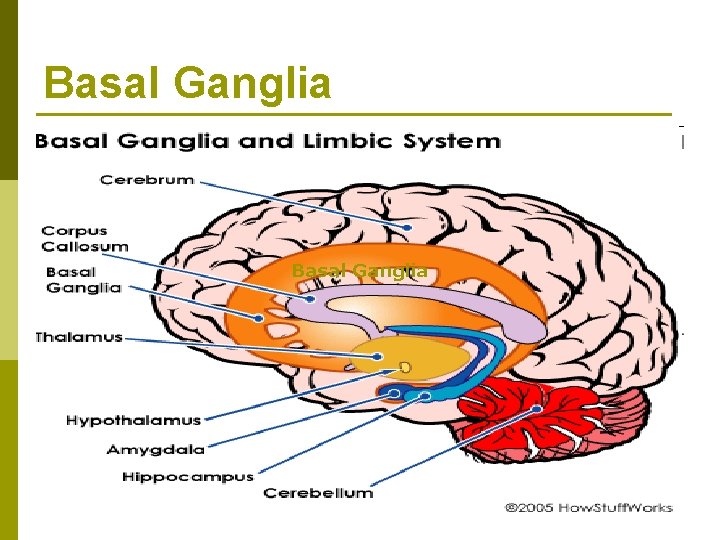 Basal Ganglia 