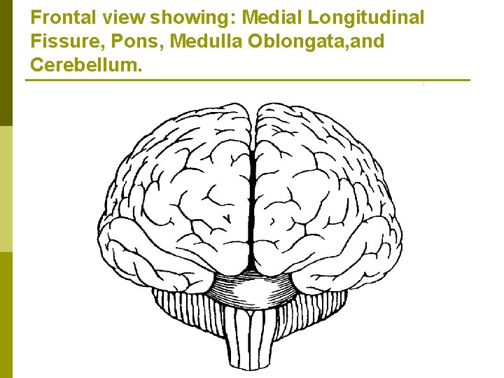 Frontal view showing: Medial Longitudinal Fissure, Pons, Medulla Oblongata, and Cerebellum. 