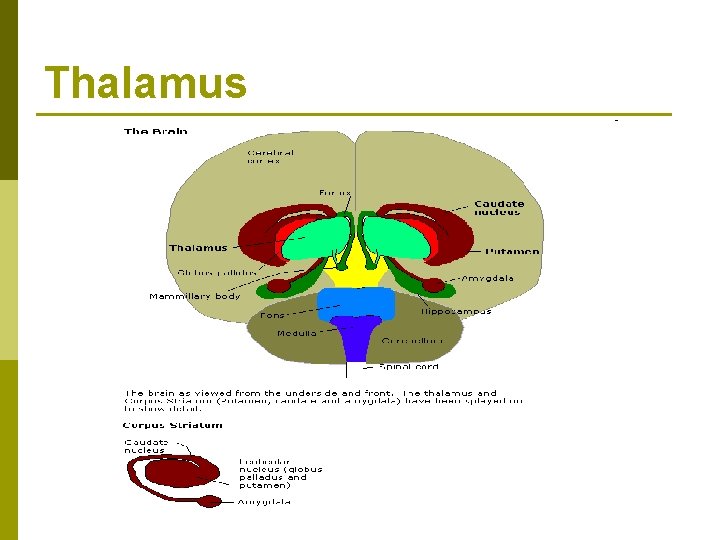 Thalamus 