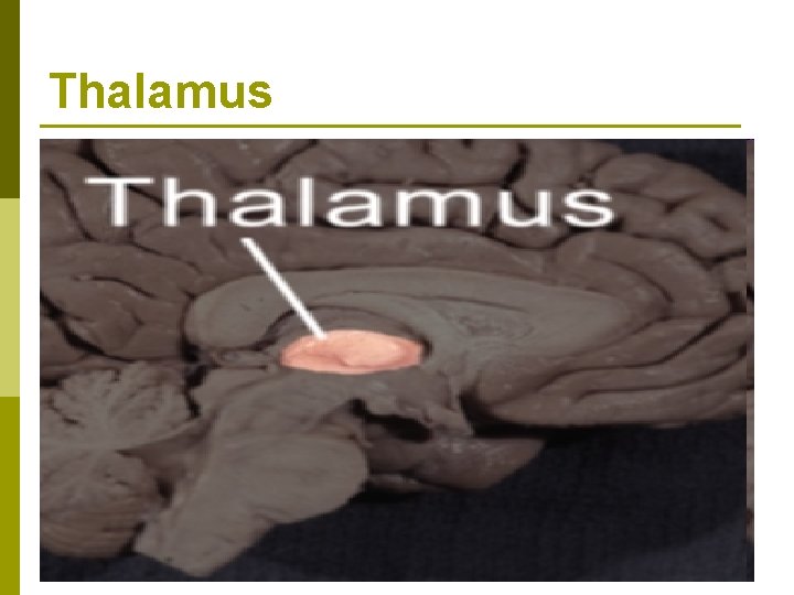 Thalamus 