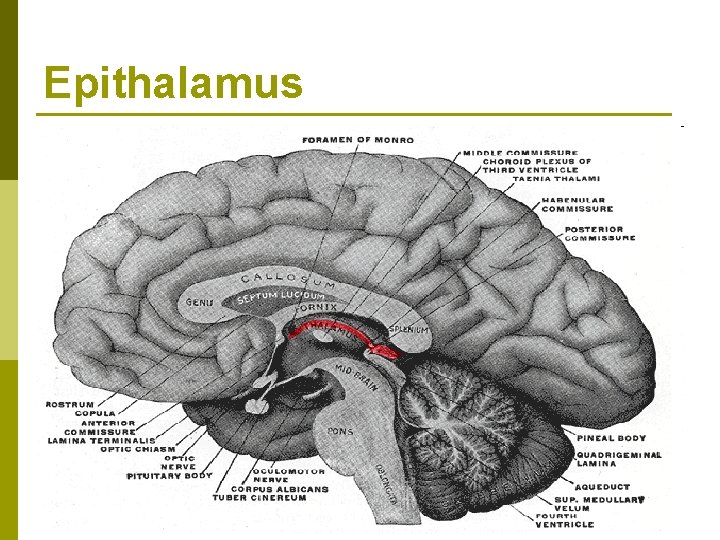 Epithalamus Epithalamus