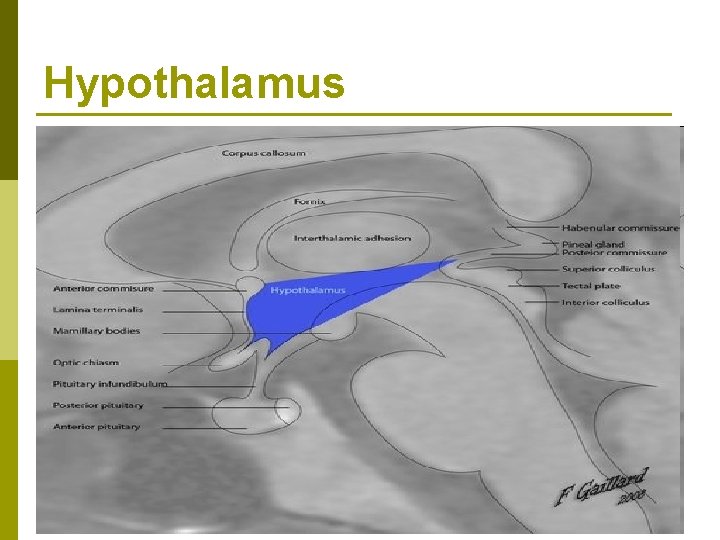 Hypothalamus 