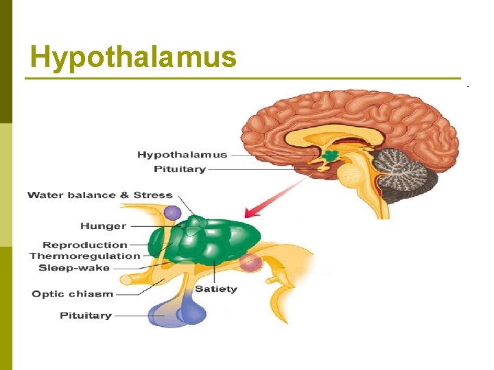 Hypothalamus Hypothalamus