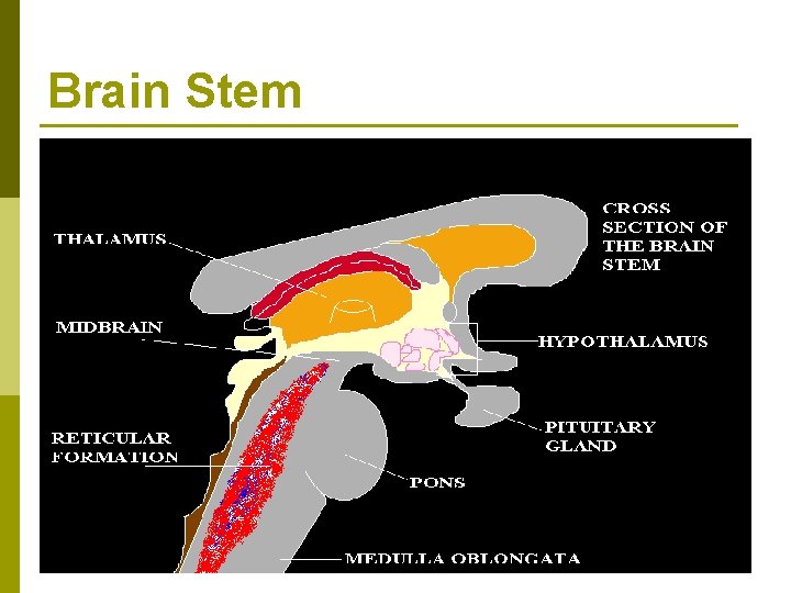 Brain Stem Brain Stem