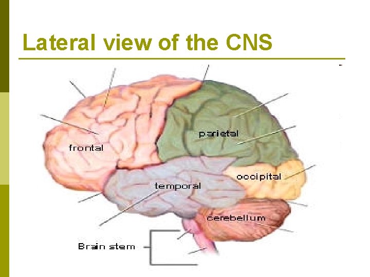 Lateral view of the CNS 