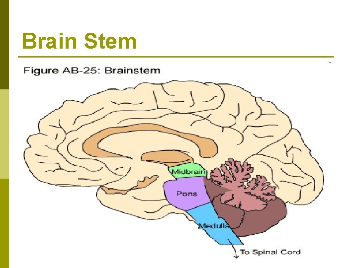 Brain Stem 