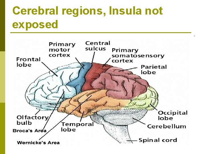 Cerebral regions, Insula not exposed 