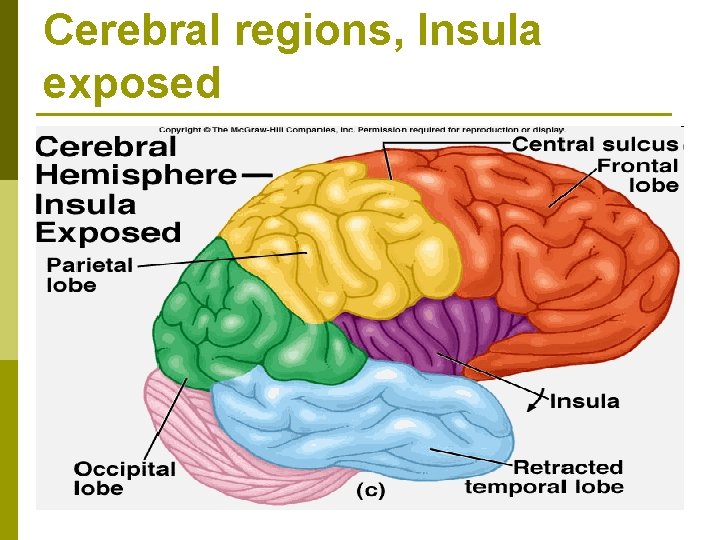 Cerebral regions, Insula exposed 