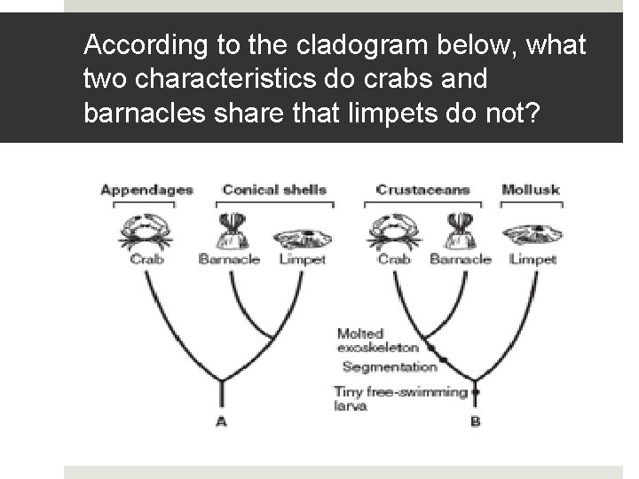 According to the cladogram below, what two characteristics do crabs and barnacles share that