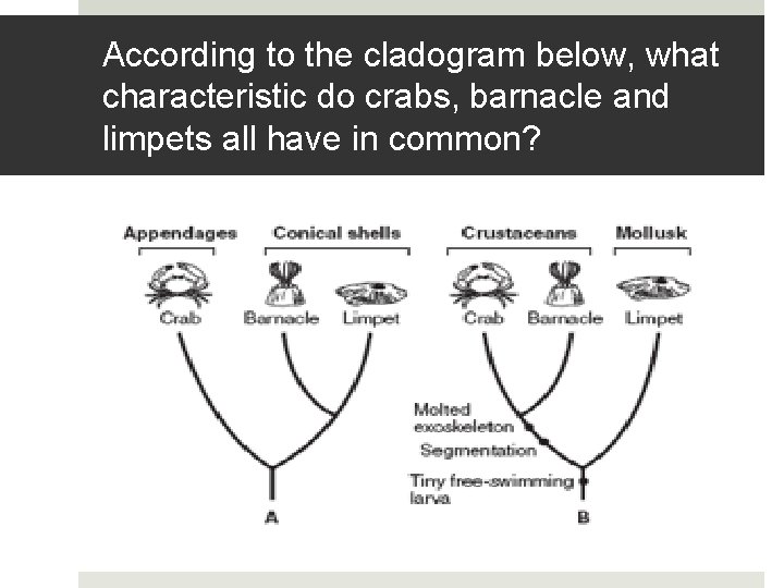 According to the cladogram below, what characteristic do crabs, barnacle and limpets all have