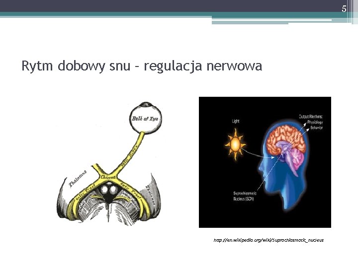 5 Rytm dobowy snu – regulacja nerwowa http: //en. wikipedia. org/wiki/Suprachiasmatic_nucleus 