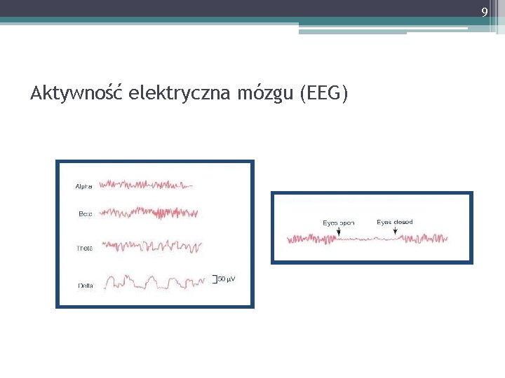 9 Aktywność elektryczna mózgu (EEG) 