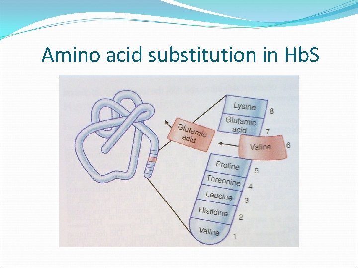 Amino acid substitution in Hb. S 