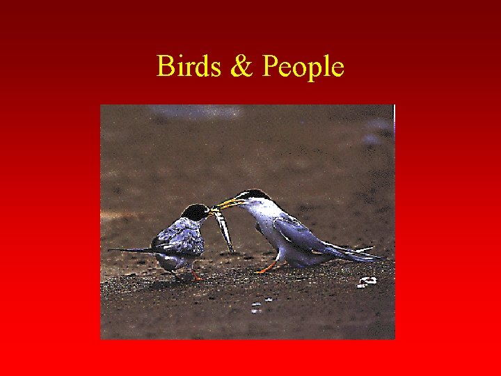 Birds & People 
