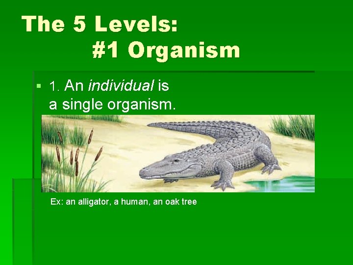 The 5 Levels: #1 Organism § 1. An individual is a single organism. Ex: