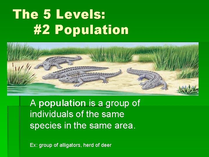 The 5 Levels: #2 Population A population is a group of individuals of the