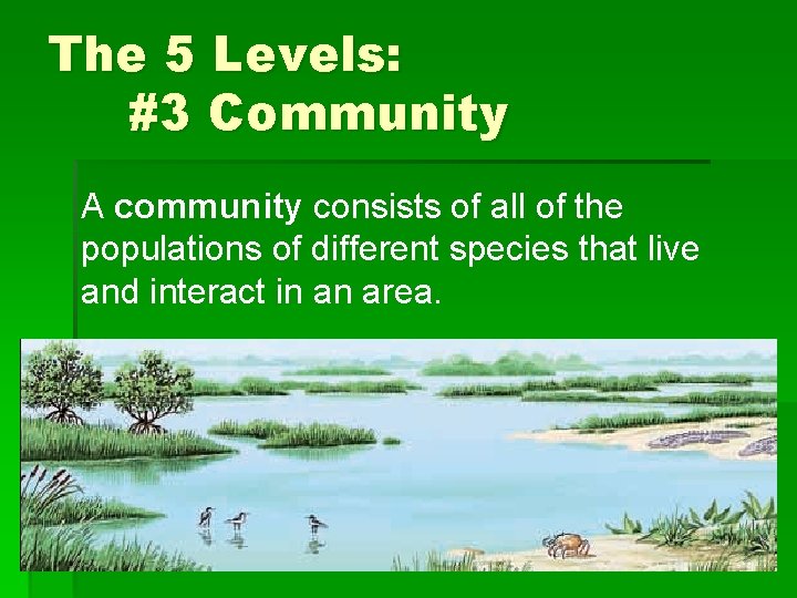 The 5 Levels: #3 Community A community consists of all of the populations of
