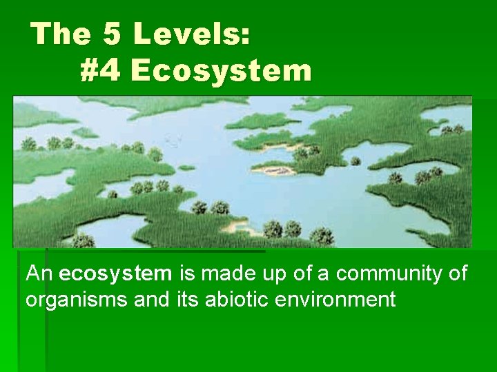 The 5 Levels: #4 Ecosystem An ecosystem is made up of a community of